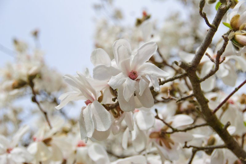 DSC_1991.jpg - Magnolia Tree on our Patio