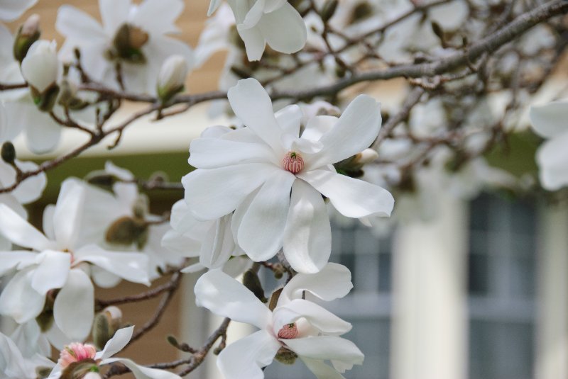 DSC_1993.jpg - Magnolia Tree on our Patio