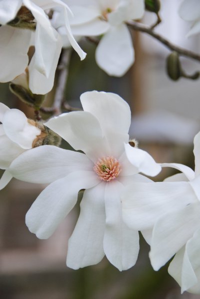 DSC_1996.jpg - Magnolia Tree on our Patio