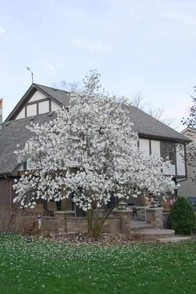 DSC_2006.jpg - Magnolia Tree on our Patio