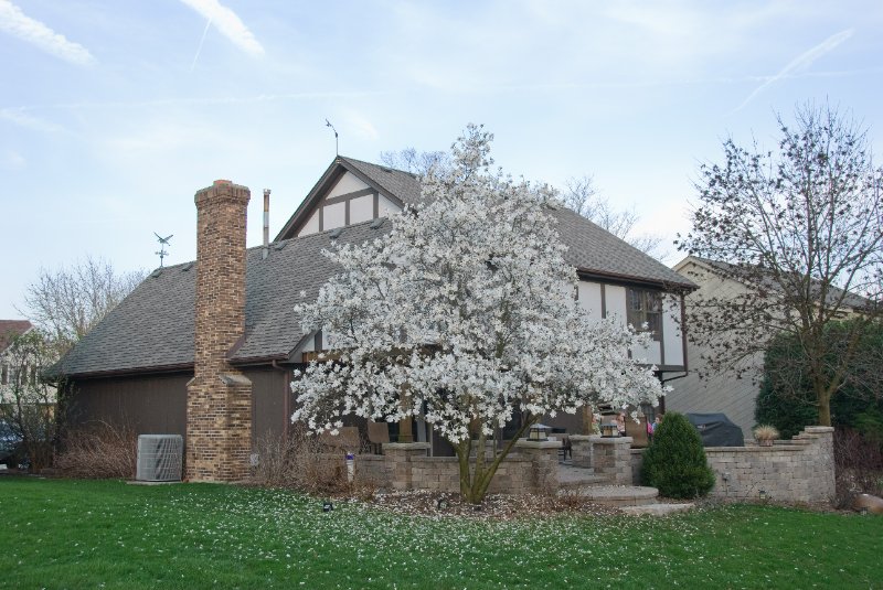 DSC_2007.jpg - Magnolia Tree on our Patio