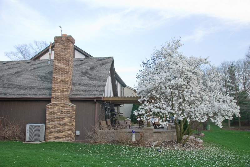 DSC_2008.jpg - Magnolia Tree on our Patio