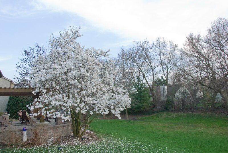 DSC_2009.jpg - Magnolia Tree on our Patio