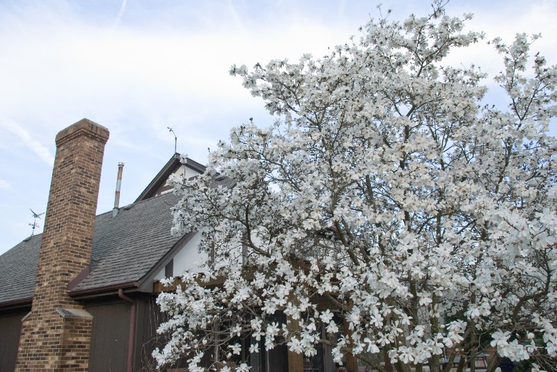 DSC_2010.jpg - Magnolia Tree on our Patio