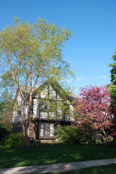 DSC_2583.jpg - Spring Flowering Trees at Home