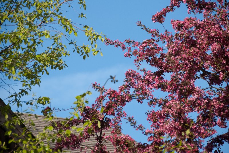 DSC_2585.jpg - Spring Flowering Trees at Home
