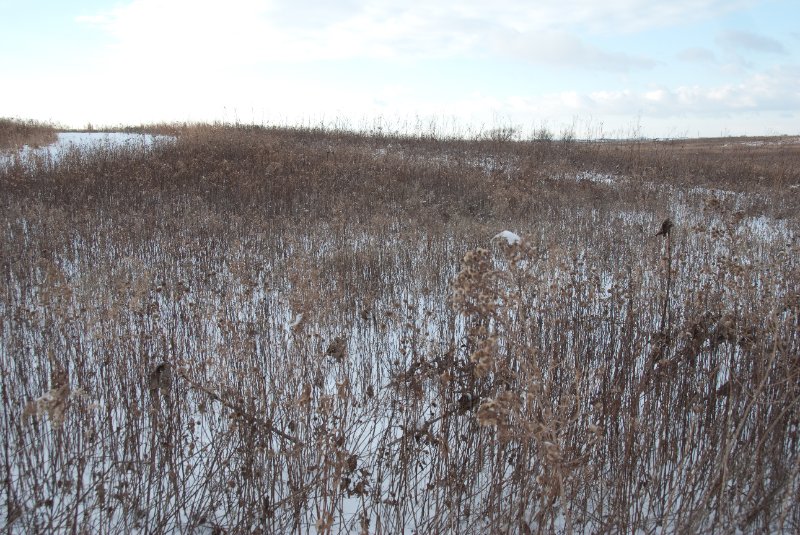 Xmas2010-7284.jpg - JACK KOZIK