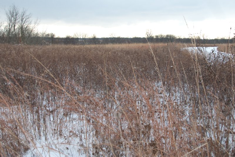 Xmas2010-7285.jpg - JACK KOZIK