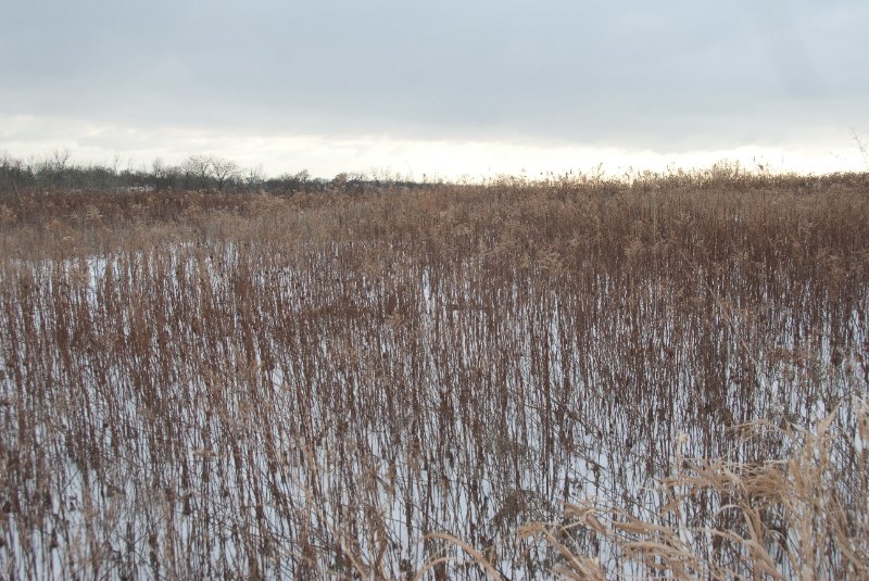 Xmas2010-7292.jpg - JACK KOZIK