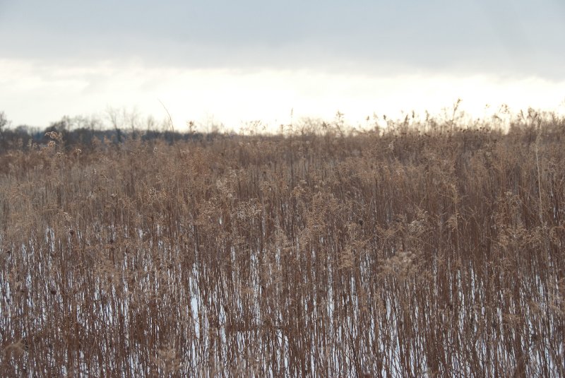 Xmas2010-7294.jpg - JACK KOZIK