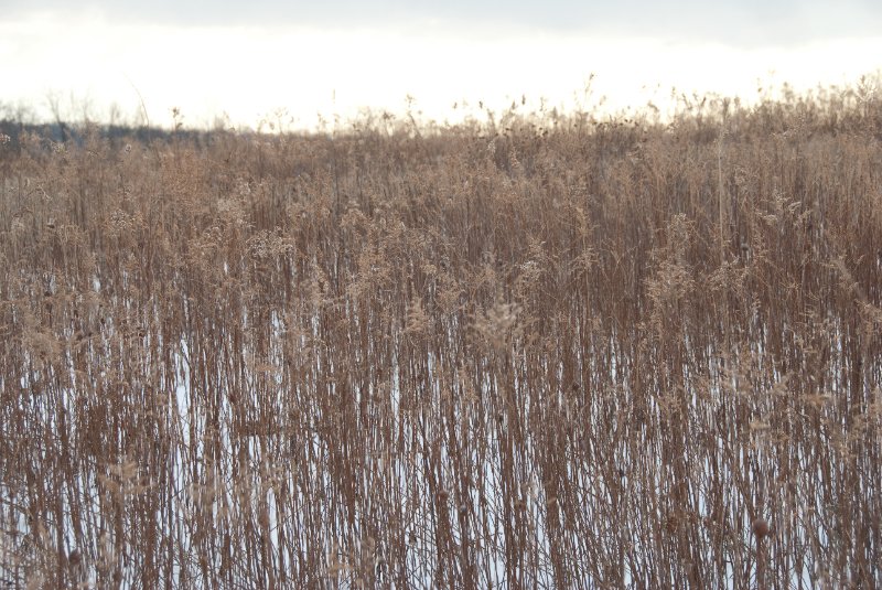 Xmas2010-7295.jpg - JACK KOZIK