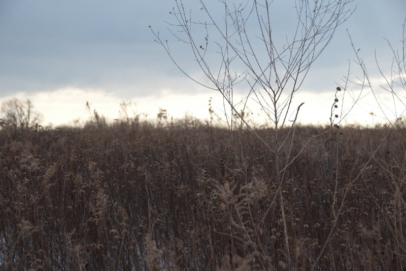 Xmas2010-7297.jpg - JACK KOZIK