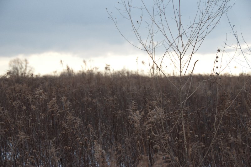 Xmas2010-7298.jpg - JACK KOZIK