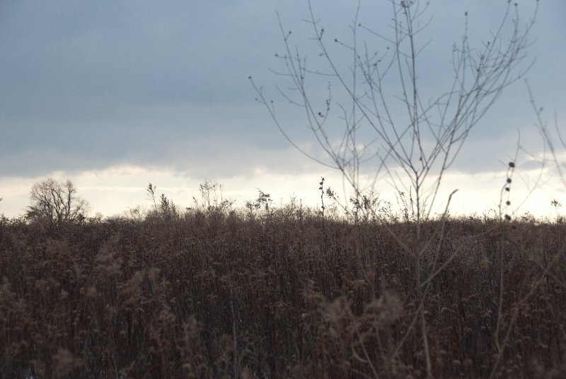 Xmas2010-7299.jpg - JACK KOZIK