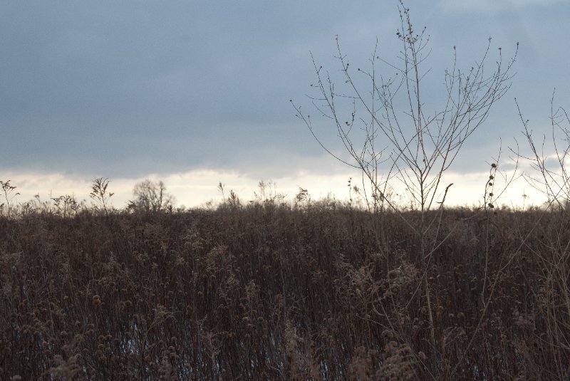 Xmas2010-7300.jpg - JACK KOZIK