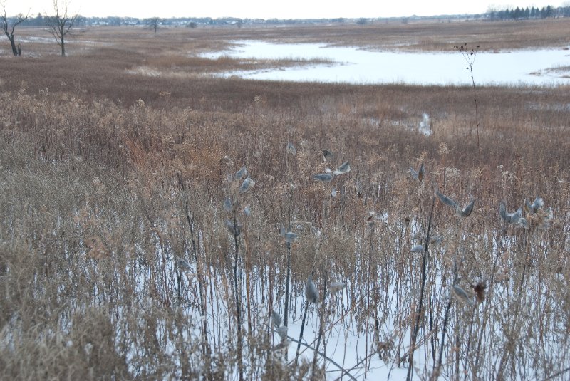 Xmas2010-7301.jpg - JACK KOZIK