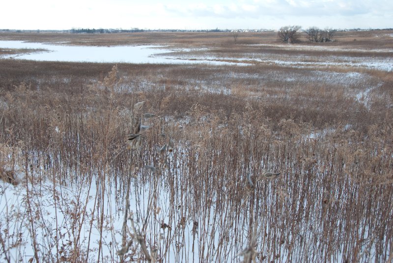 Xmas2010-7303.jpg - JACK KOZIK