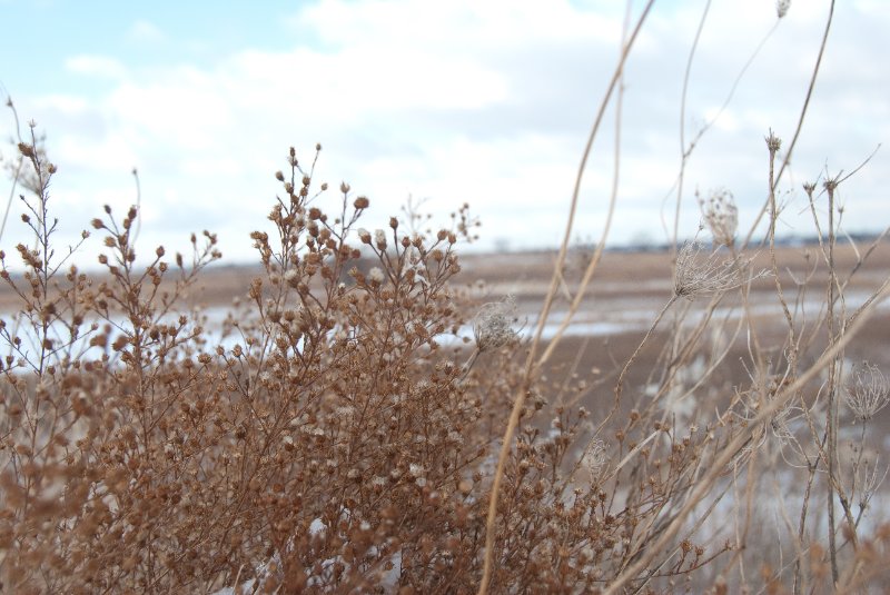 Xmas2010-7306.jpg - JACK KOZIK