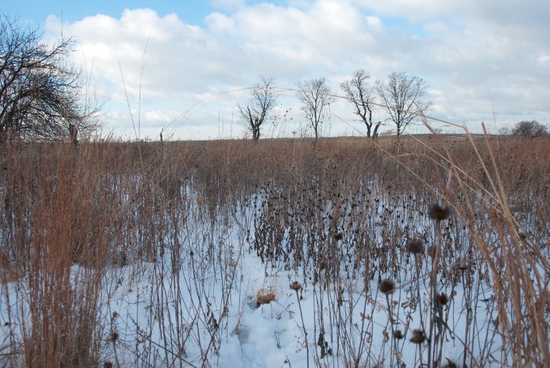 Xmas2010-7320.jpg - JACK KOZIK