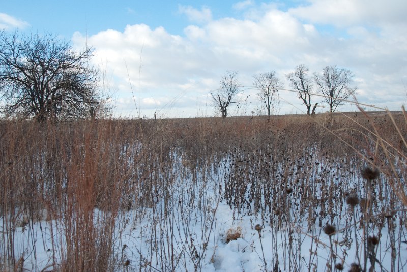 Xmas2010-7321.jpg - JACK KOZIK