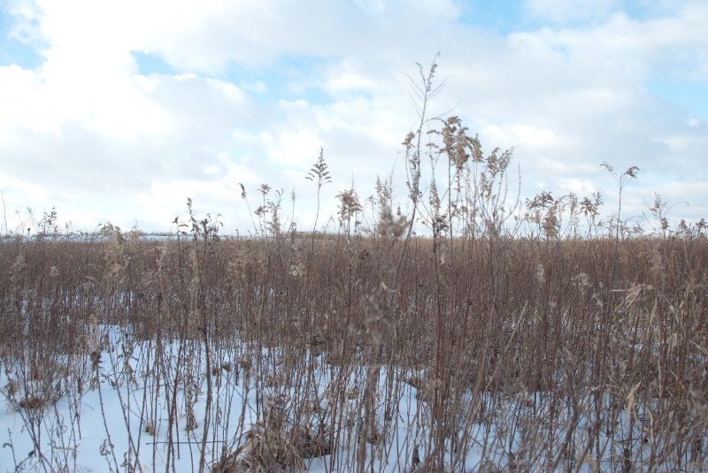 Xmas2010-7338.jpg - JACK KOZIK