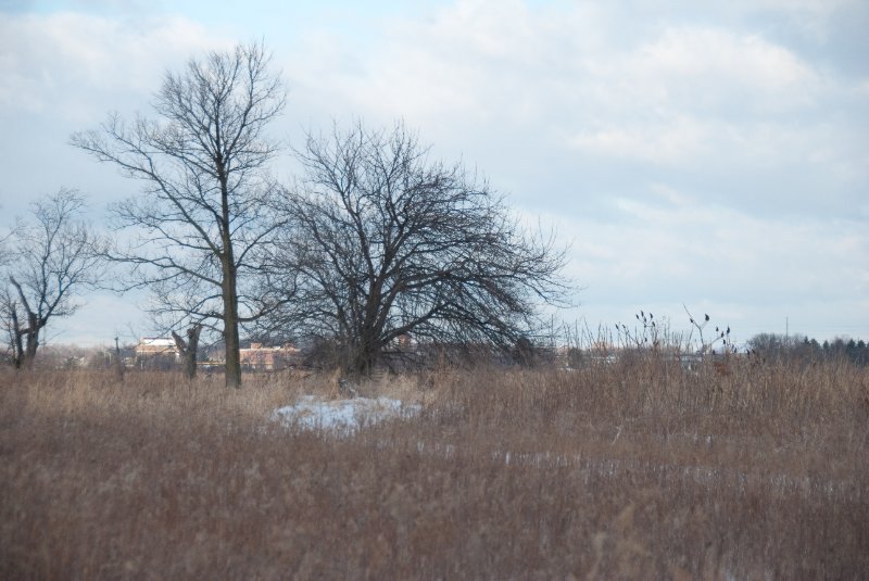 Xmas2010-7339.jpg - JACK KOZIK