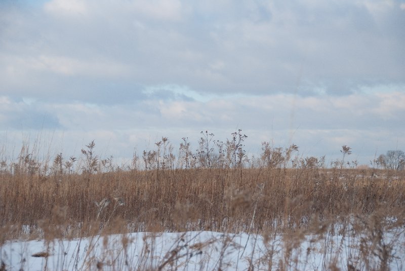 Xmas2010-7356.jpg - JACK KOZIK