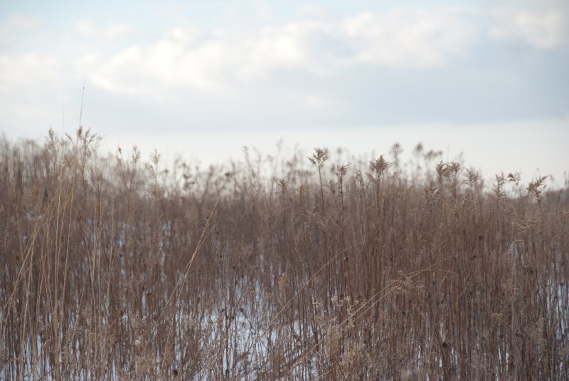 Xmas2010-7364.jpg - JACK KOZIK