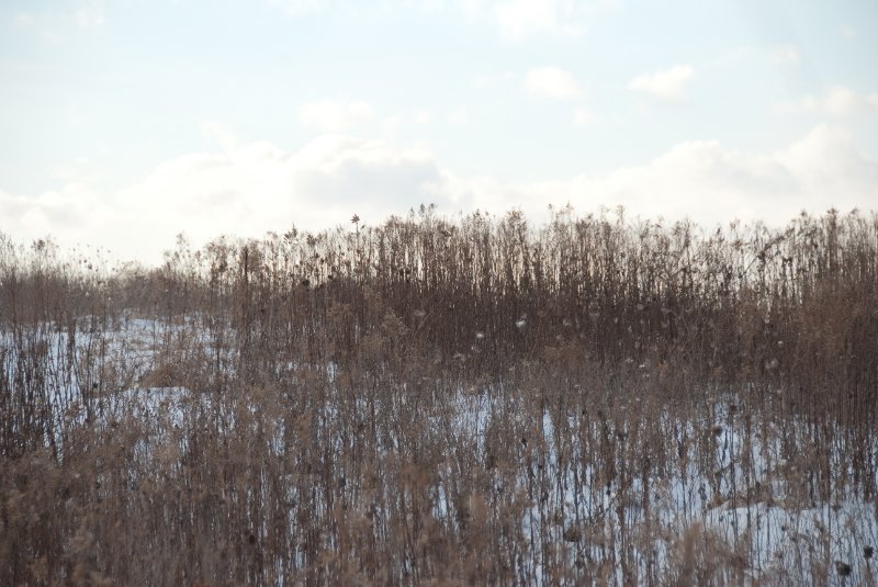 Xmas2010-7366.jpg - JACK KOZIK