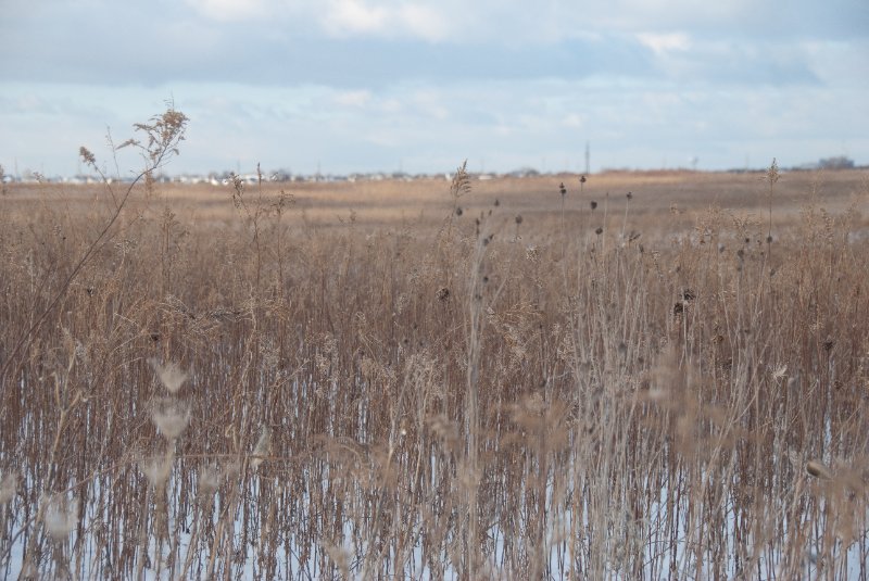 Xmas2010-7368.jpg - JACK KOZIK