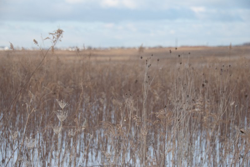 Xmas2010-7369.jpg - JACK KOZIK