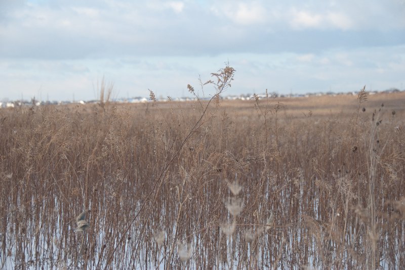 Xmas2010-7370.jpg - JACK KOZIK