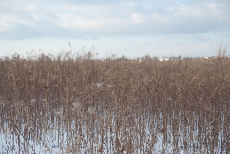 Xmas2010-7371.jpg - JACK KOZIK