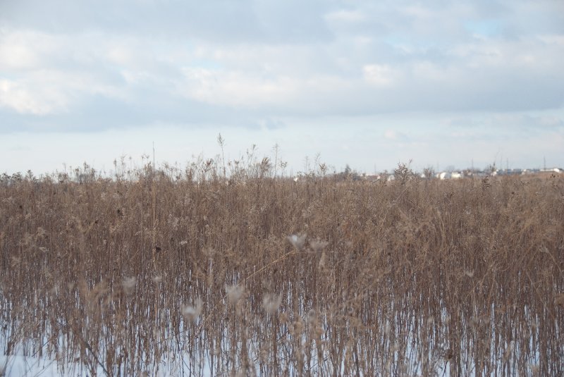 Xmas2010-7372.jpg - JACK KOZIK