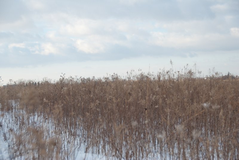 Xmas2010-7375.jpg - JACK KOZIK