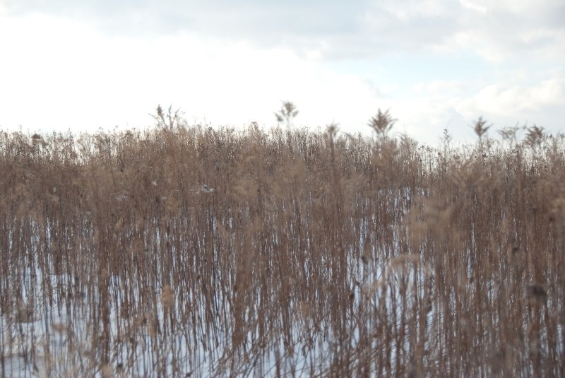 Xmas2010-7376.jpg - JACK KOZIK