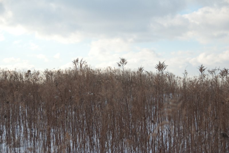 Xmas2010-7377.jpg - JACK KOZIK