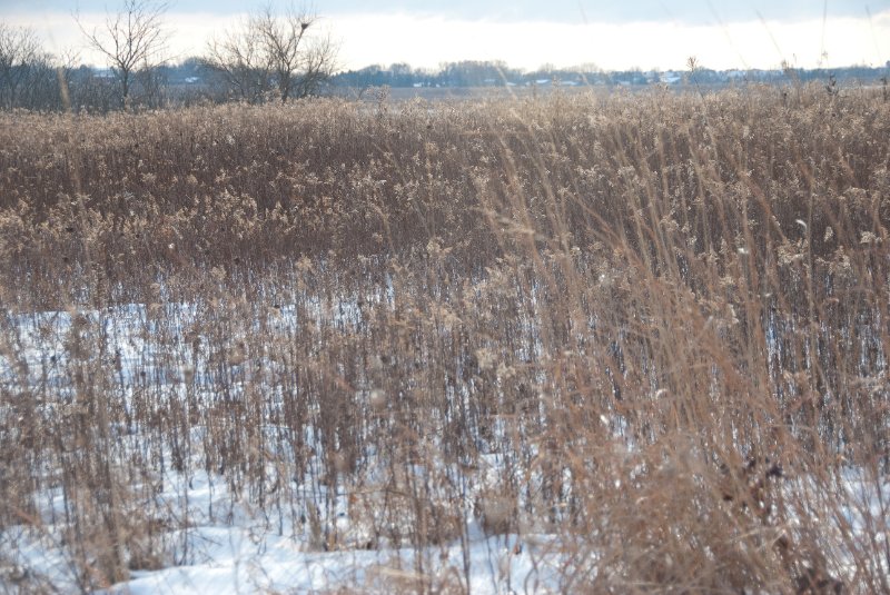 Xmas2010-7382.jpg - JACK KOZIK