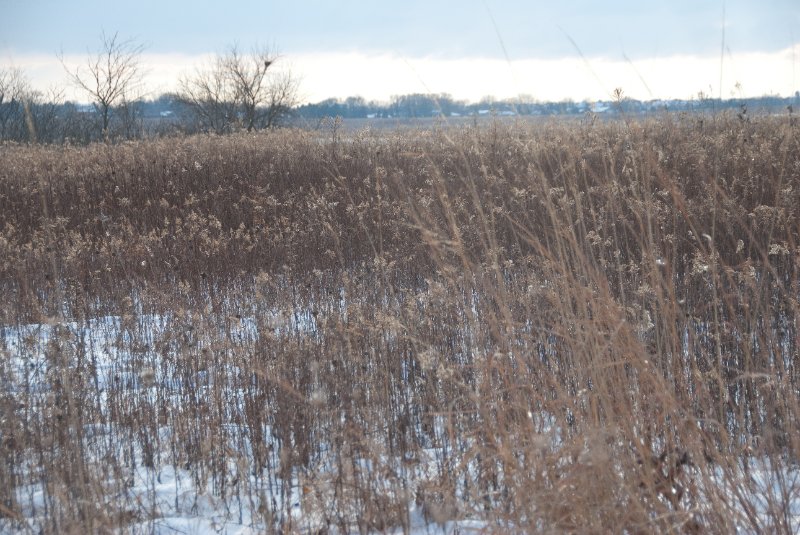 Xmas2010-7383.jpg - JACK KOZIK