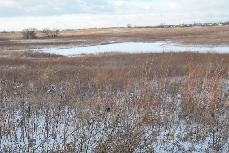 Xmas2010-7413.jpg - JACK KOZIK