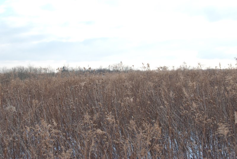 Xmas2010-7415.jpg - JACK KOZIK