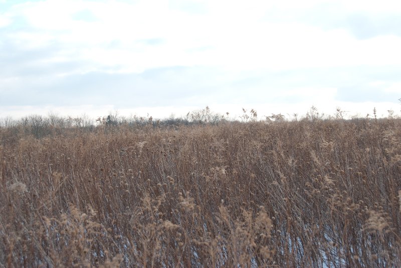 Xmas2010-7416.jpg - JACK KOZIK