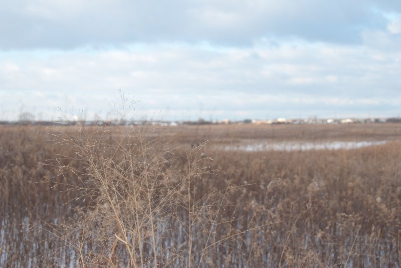 Xmas2010-7419.jpg - JACK KOZIK