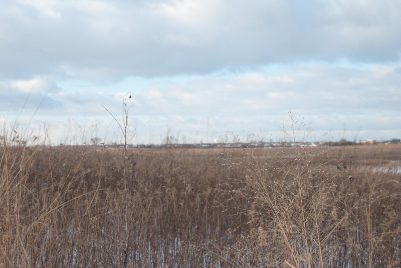 Xmas2010-7420.jpg - JACK KOZIK