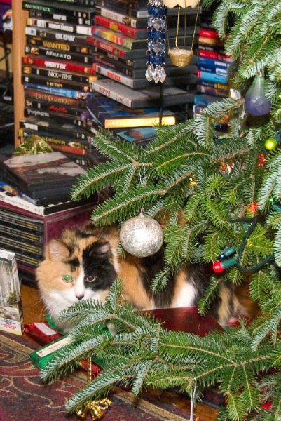 Xmas2010-7564.jpg - Christmas Day