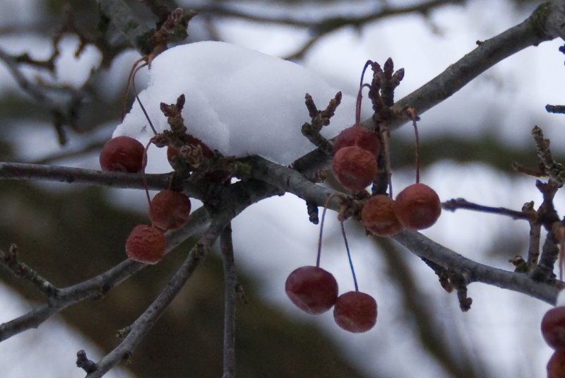 Xmas2010-7572.jpg - Christmas Day pictures of Crab Apples in the snow
