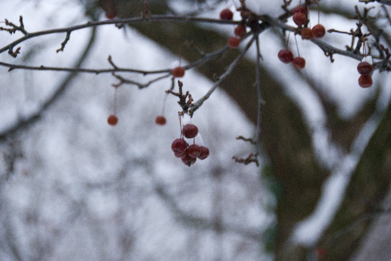 Xmas2010-7576.jpg - Christmas Day pictures of Crab Apples in the snow