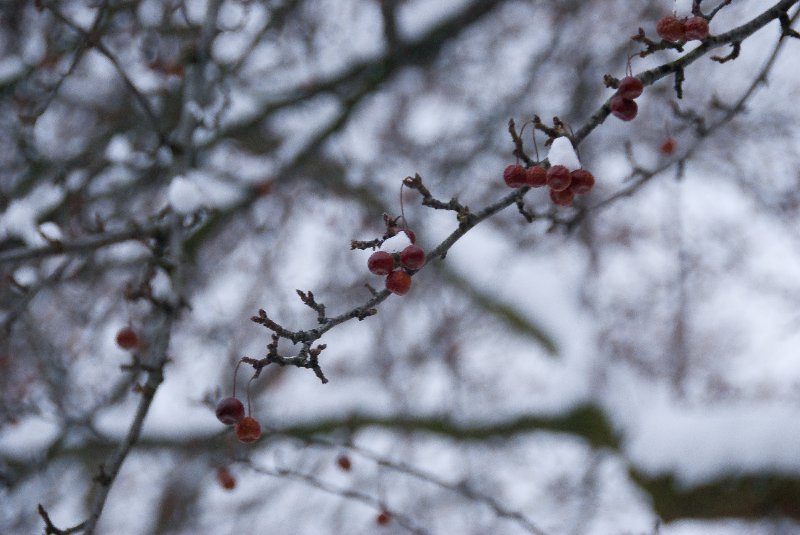 Xmas2010-7578.jpg - Christmas Day pictures of Crab Apples in the snow