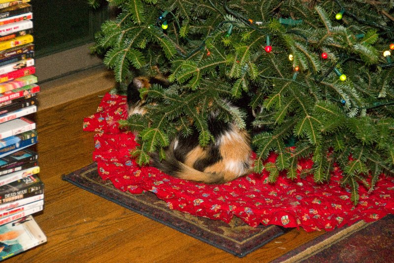 Xmas2010-7255.jpg - Decorating the Christmas Tree