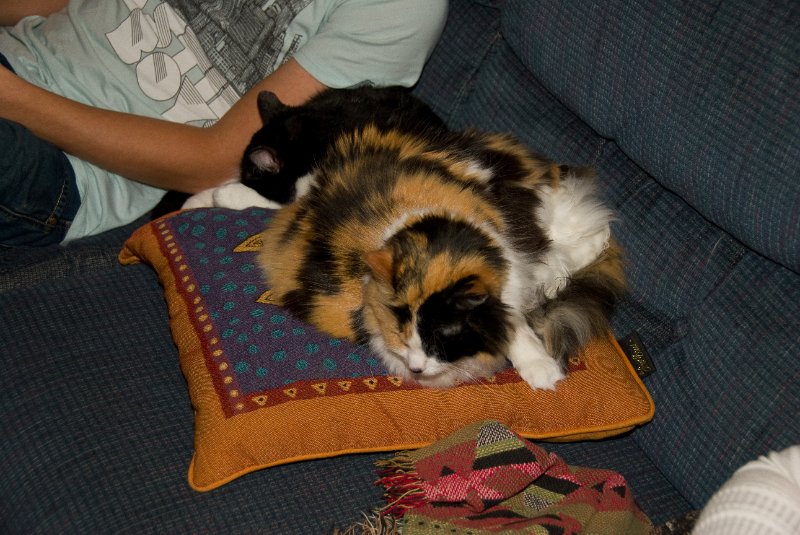 Xmas2010-7266.jpg - Decorating the Christmas Tree